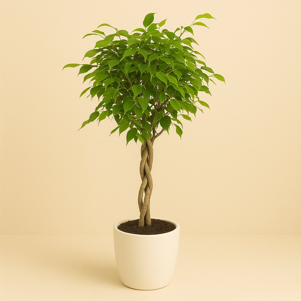 Ficus Benjamina geflochtener Stamm - 100cm