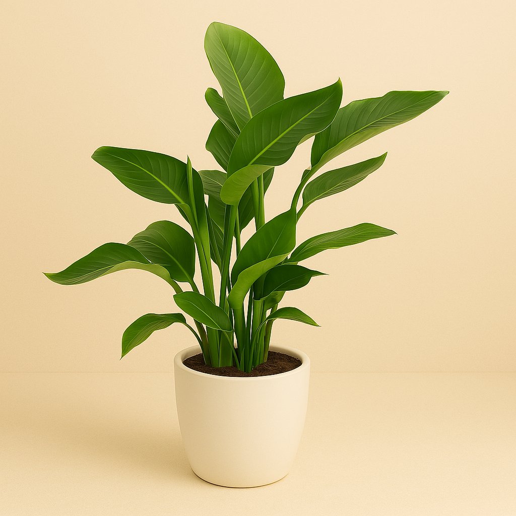 Strelitzia Nicolai - 85cm in einem modernen Studio mit modernem Topf