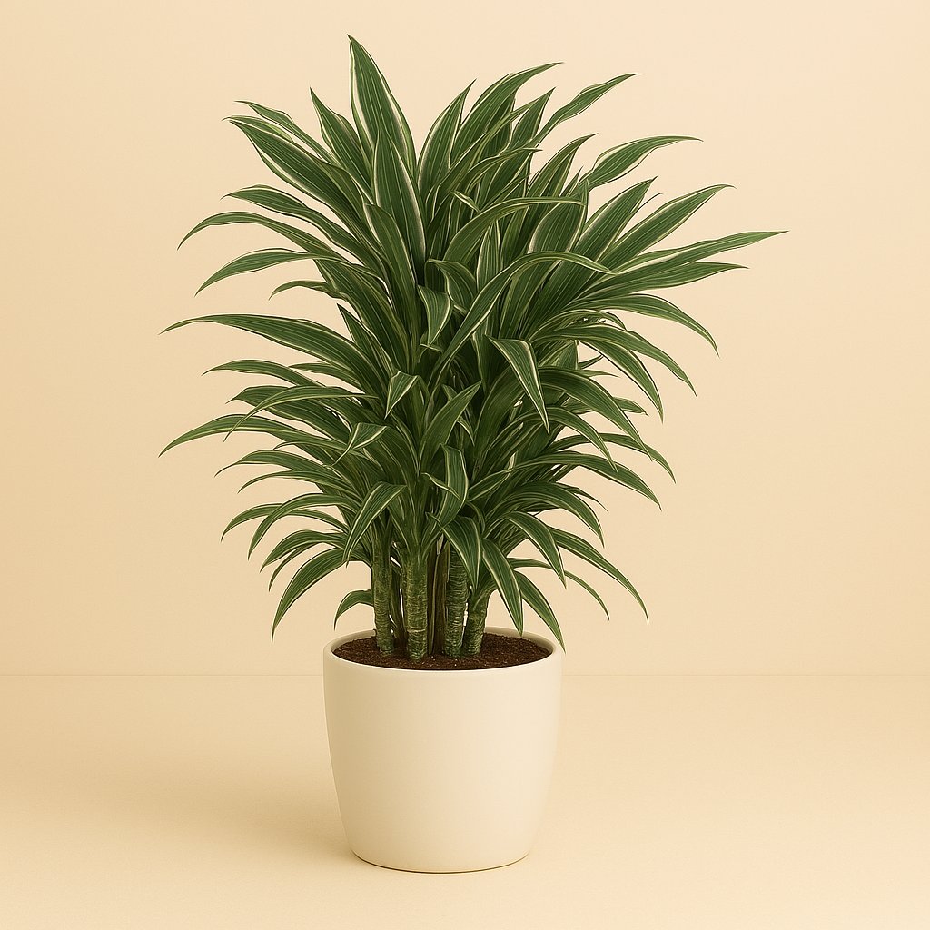 Dracaena Fragrans Warneckei - 100cm in einem modernen Studio mit modernem Topf