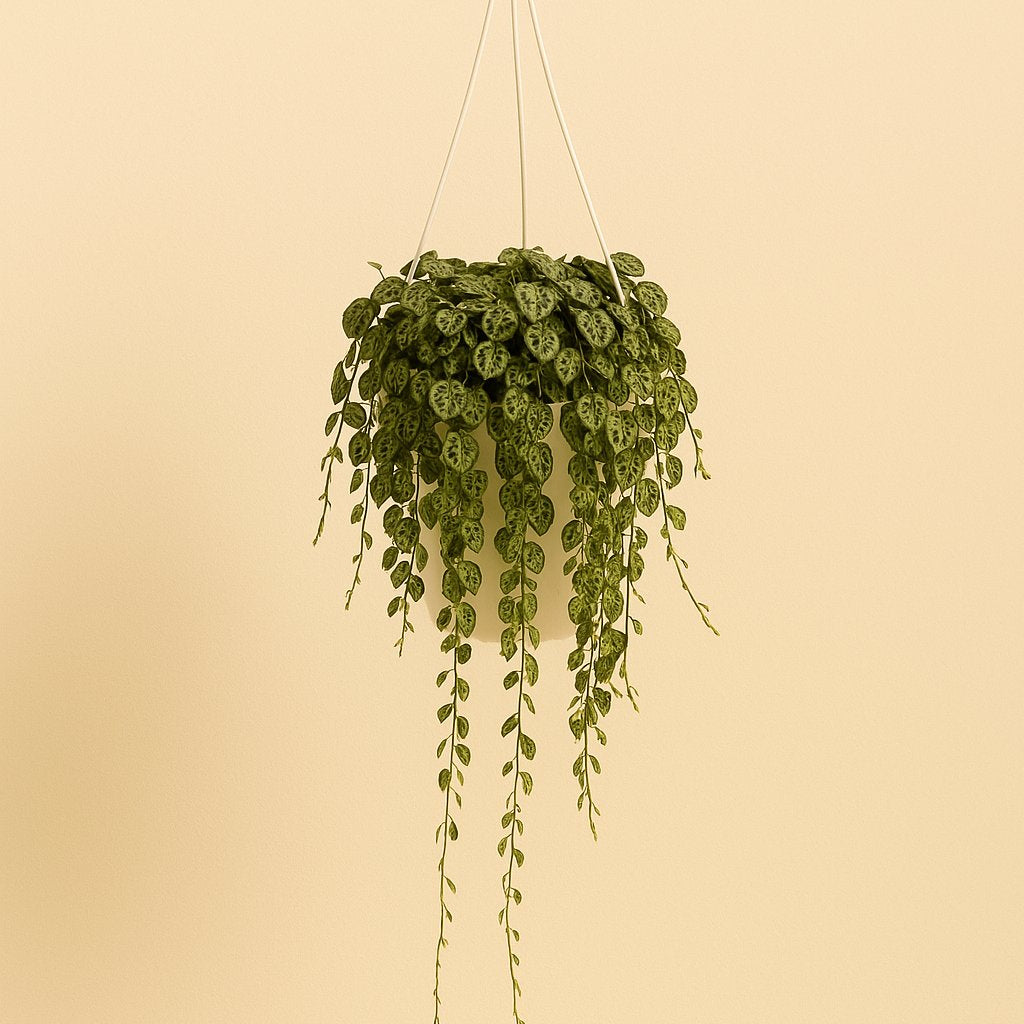 Peperomia Prostrata - 20cm in einem modernen Studio mit modernem Topf
