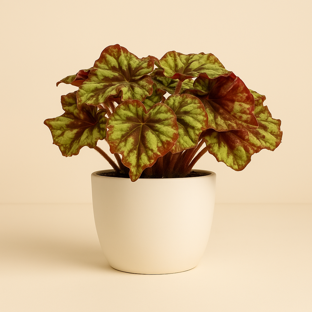 Begonia Rex Zumba - 25cm in einem modernen Studio mit modernem Topf