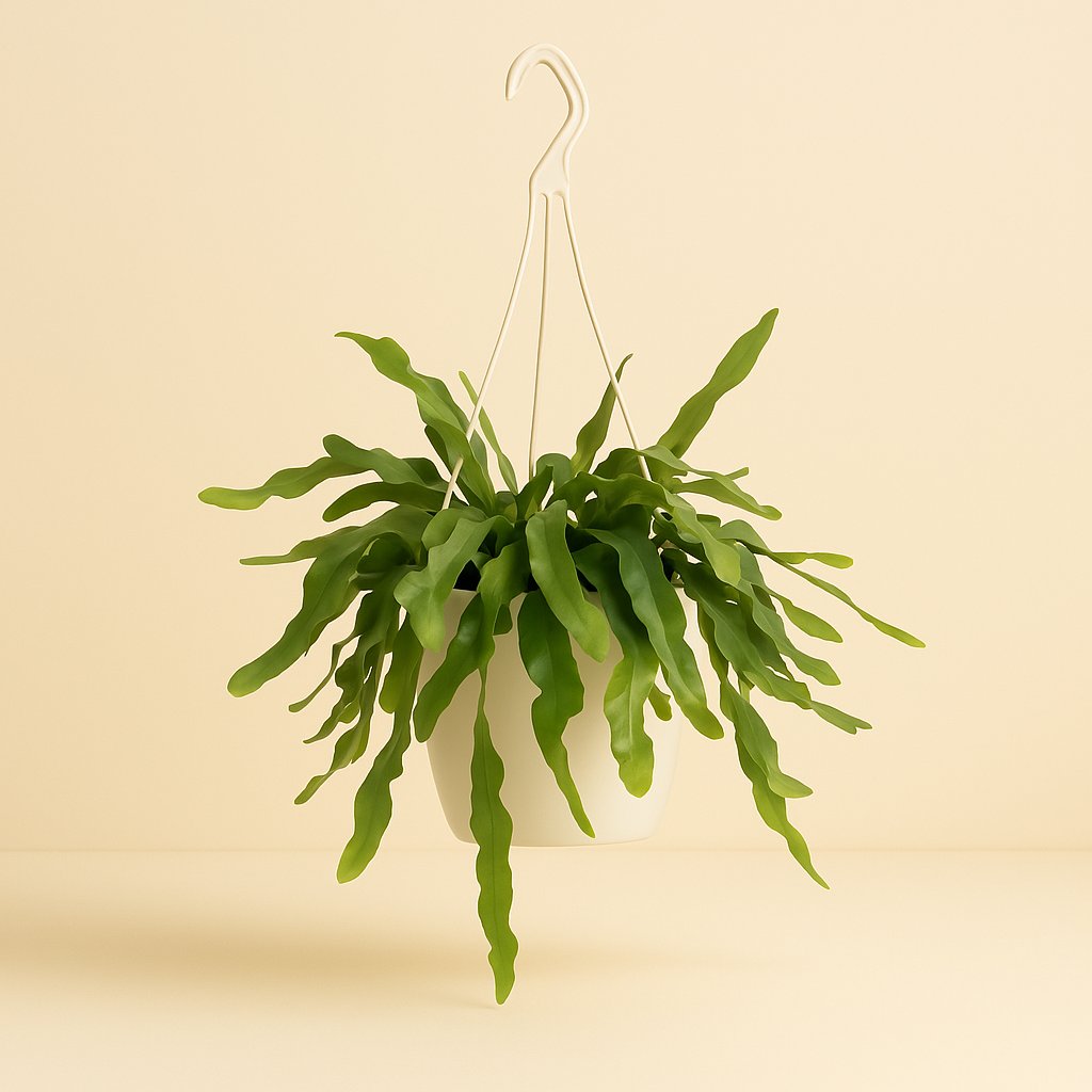 Epiphyllum Pumilum - 55cm in einem modernen Studio mit modernem Topf