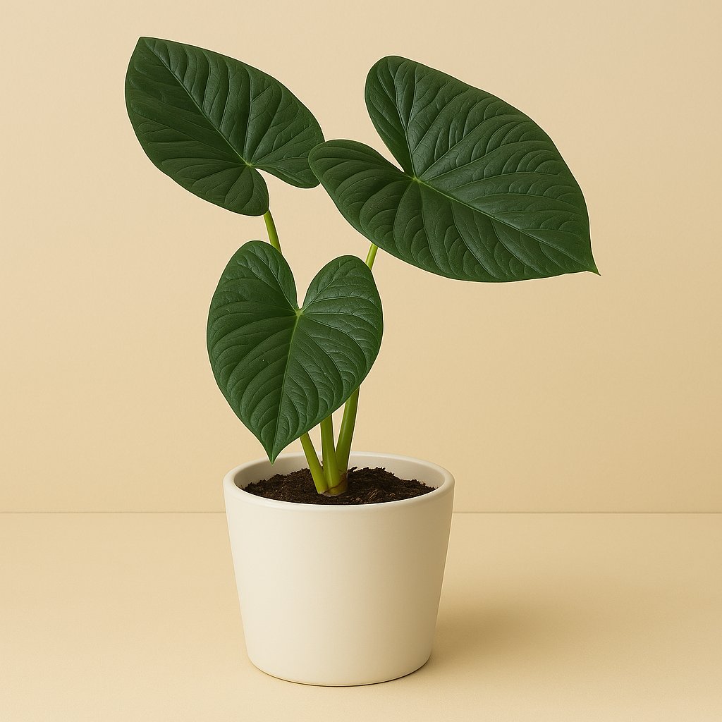 Alocasia Lukiwan - 20cm