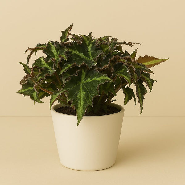Begonia Rex Breakdance - 25cm in einem modernen Studio mit modernem Topf
