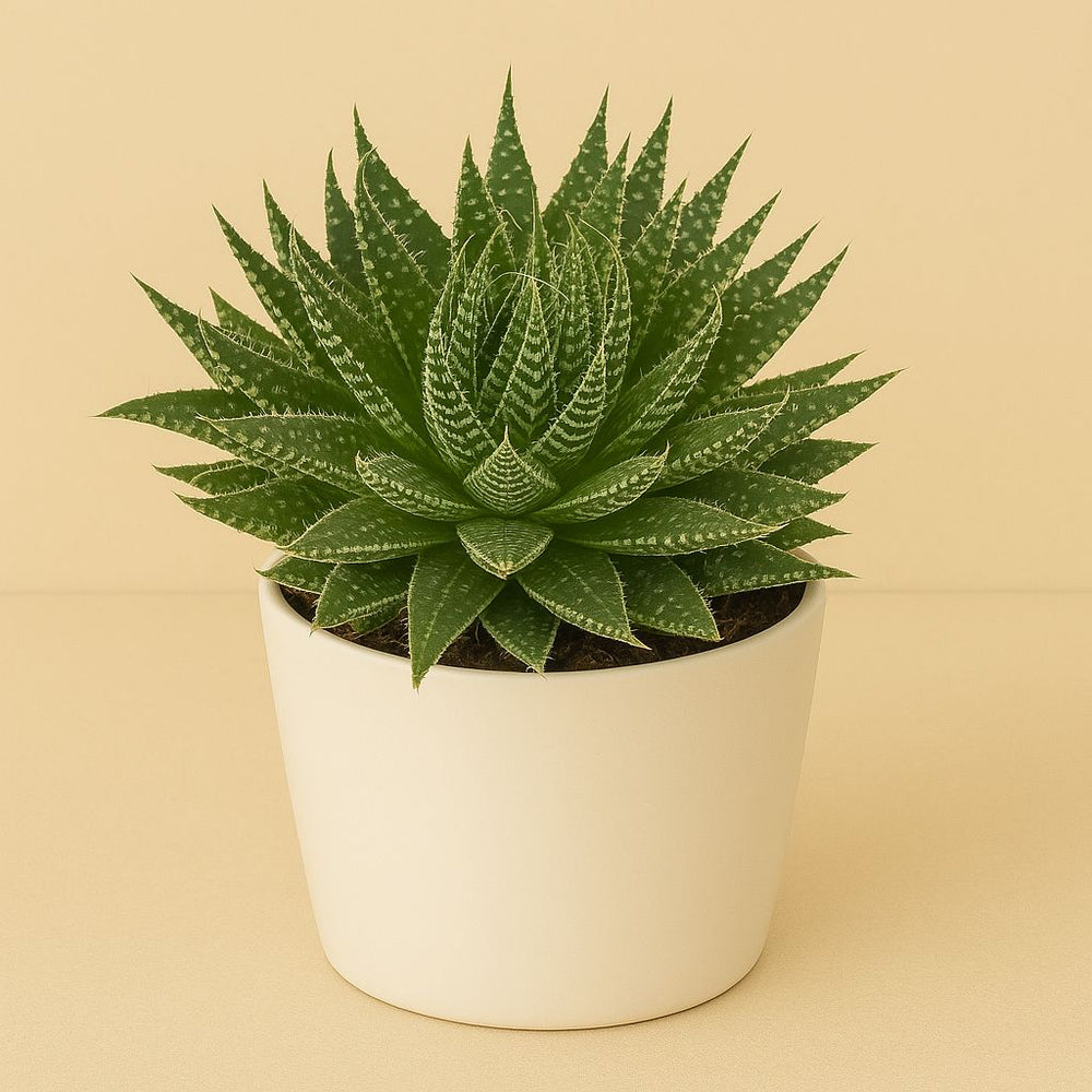 Aloë Aristata - 20cm in einem modernen Studio mit modernem Topf