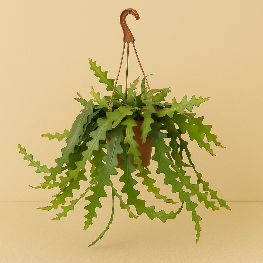 Selenicereus Anthonyanus - 60cm in einem modernen Studio mit modernem Topf