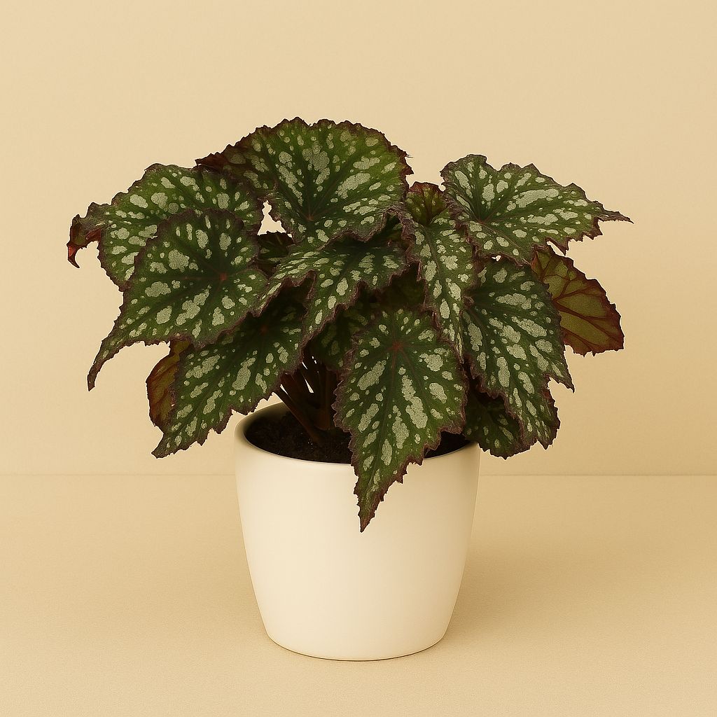 Begonia Rex Bostella - 25cm in einem modernen Studio mit modernem Topf