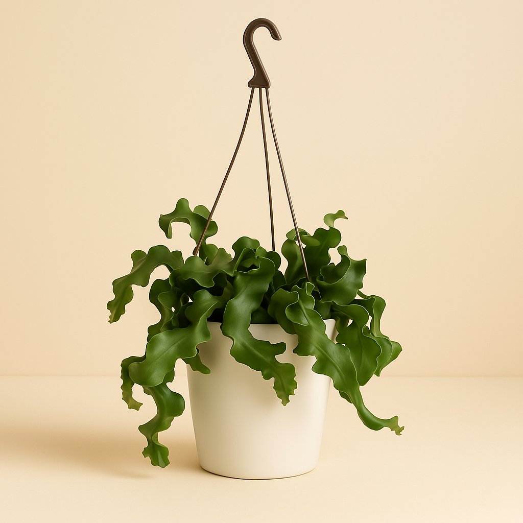 Epiphyllum Guatamalense - 40cm in einem modernen Studio mit modernem Topf