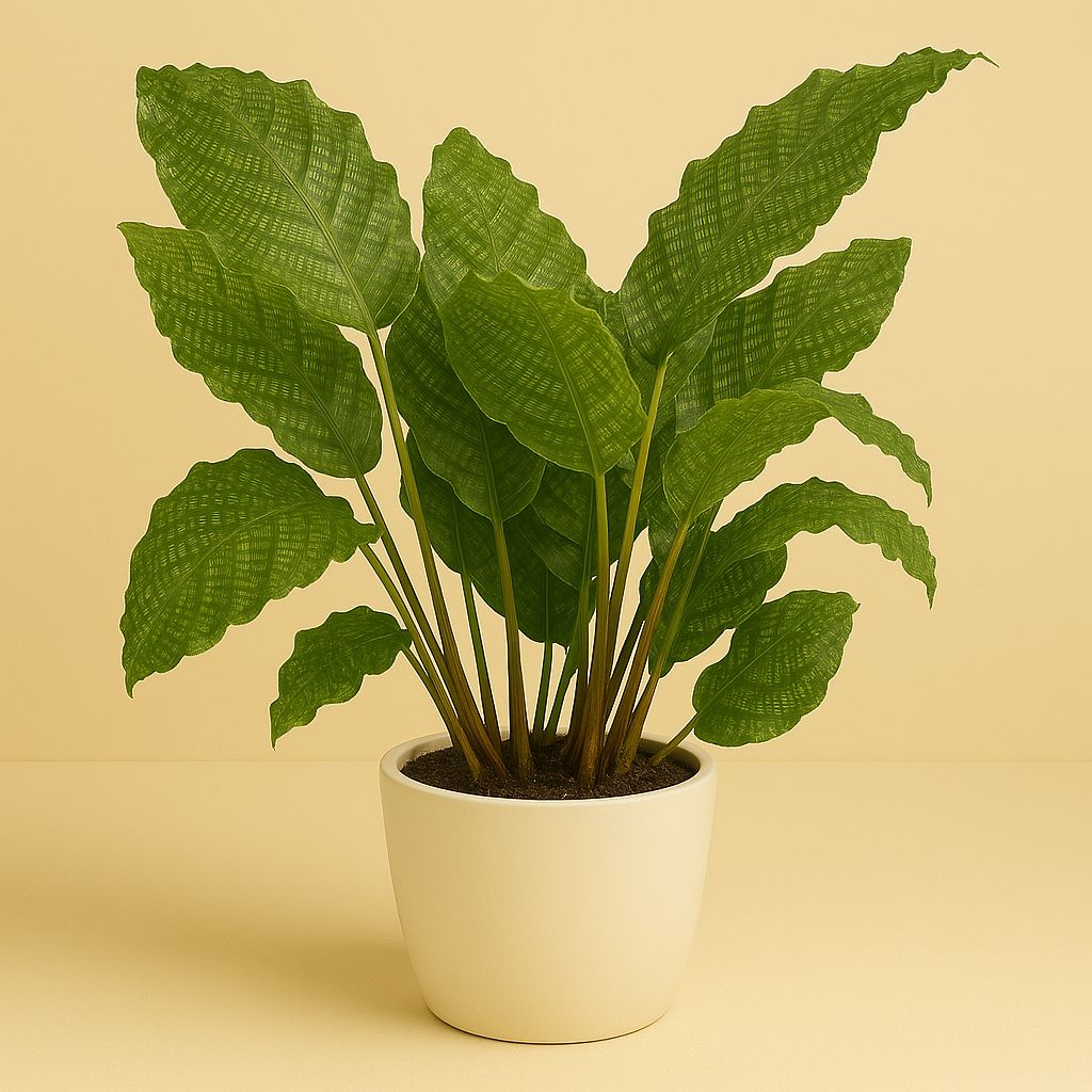Calathea Network - 55cm in einem modernen Studio mit modernem Topf
