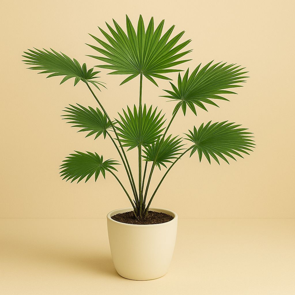 Livistona Rotundifolia - 90cm in einem modernen Studio mit modernem Topf