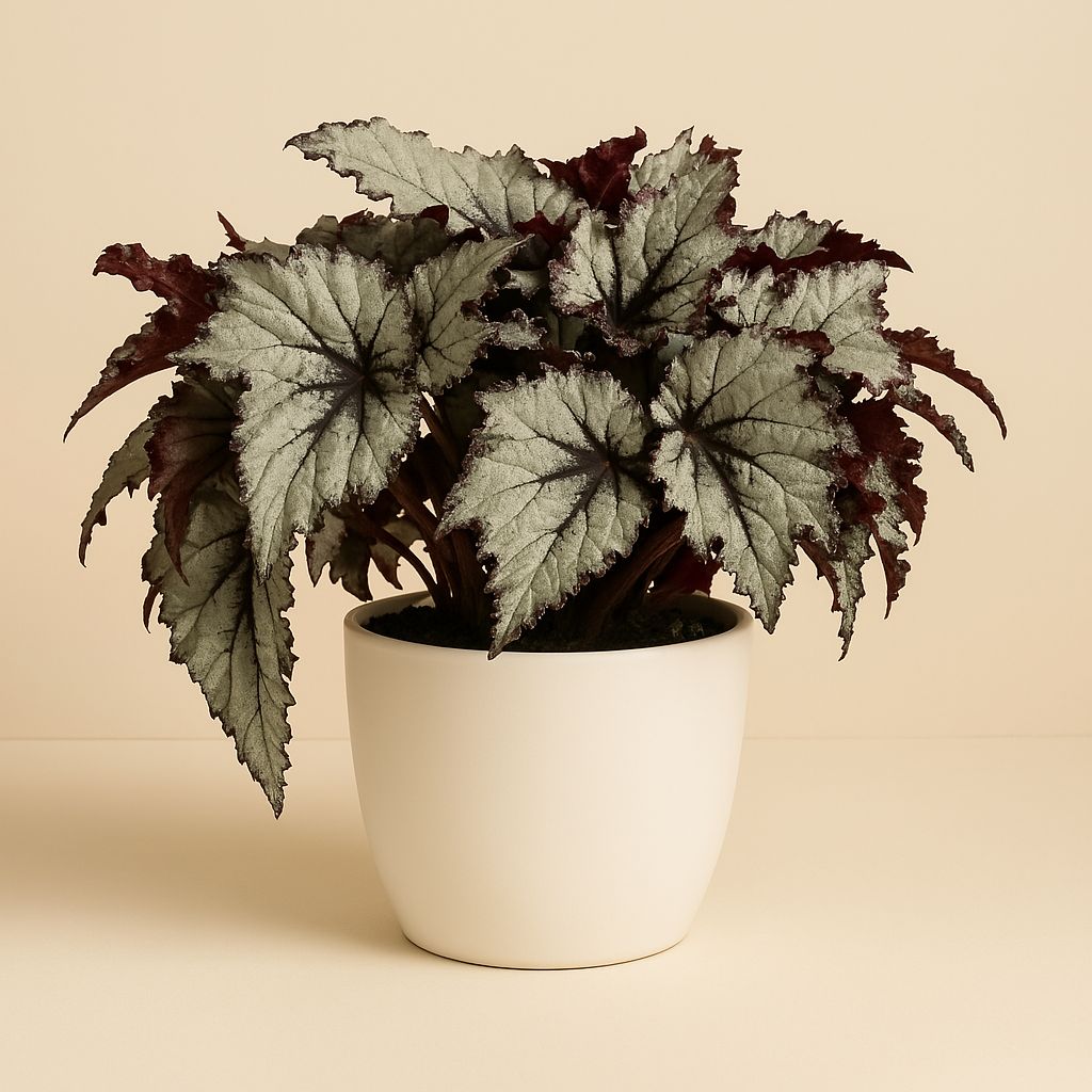 Begonia Rex Raindance - 25cm in einem modernen Studio mit modernem Topf