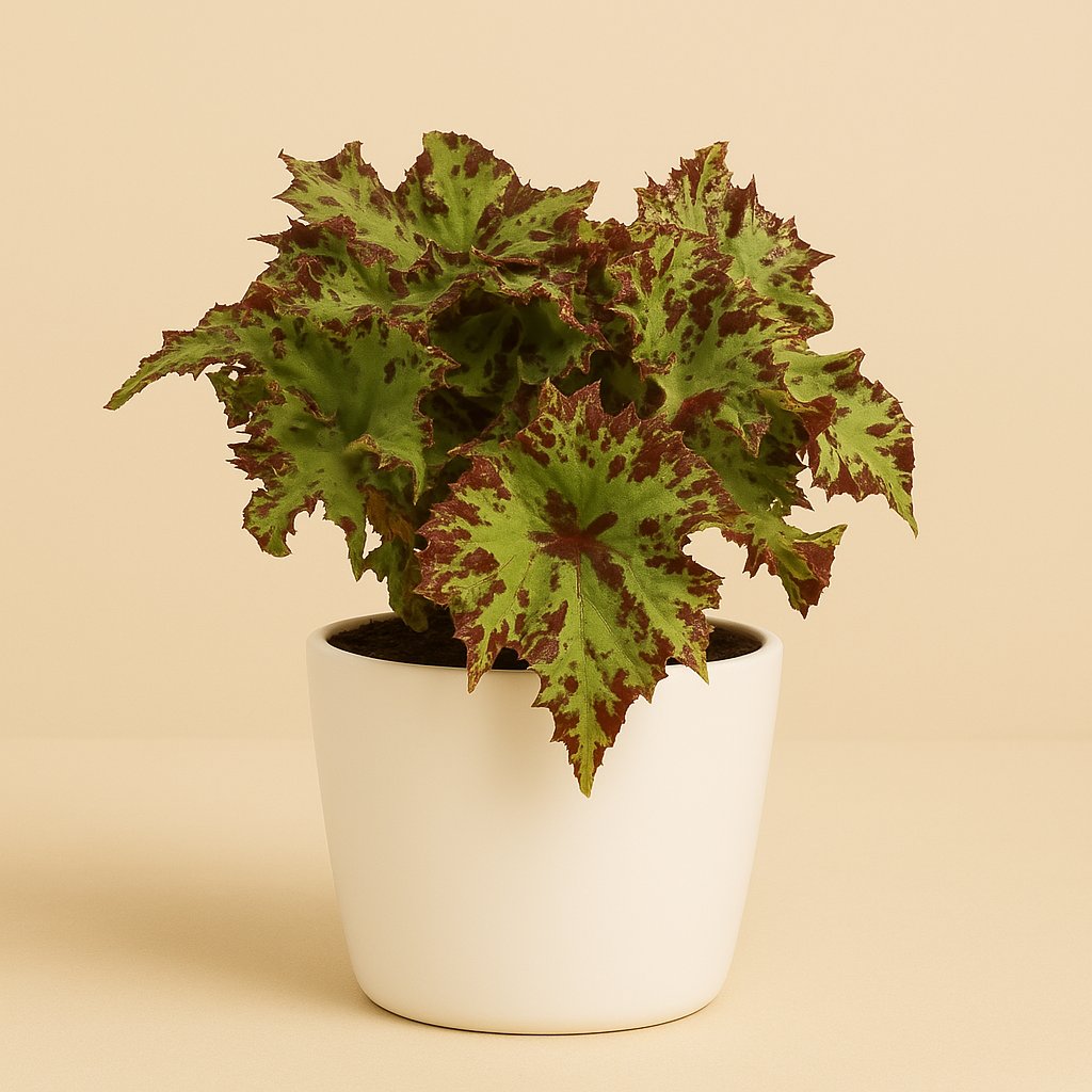 Begonia Rex Samba - 25cm in einem modernen Studio mit modernem Topf