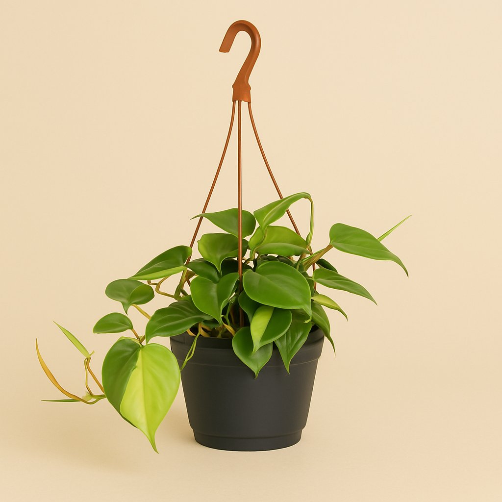 Philodendron Scandens Brasil - 35cm in einem modernen Studio mit modernem Topf