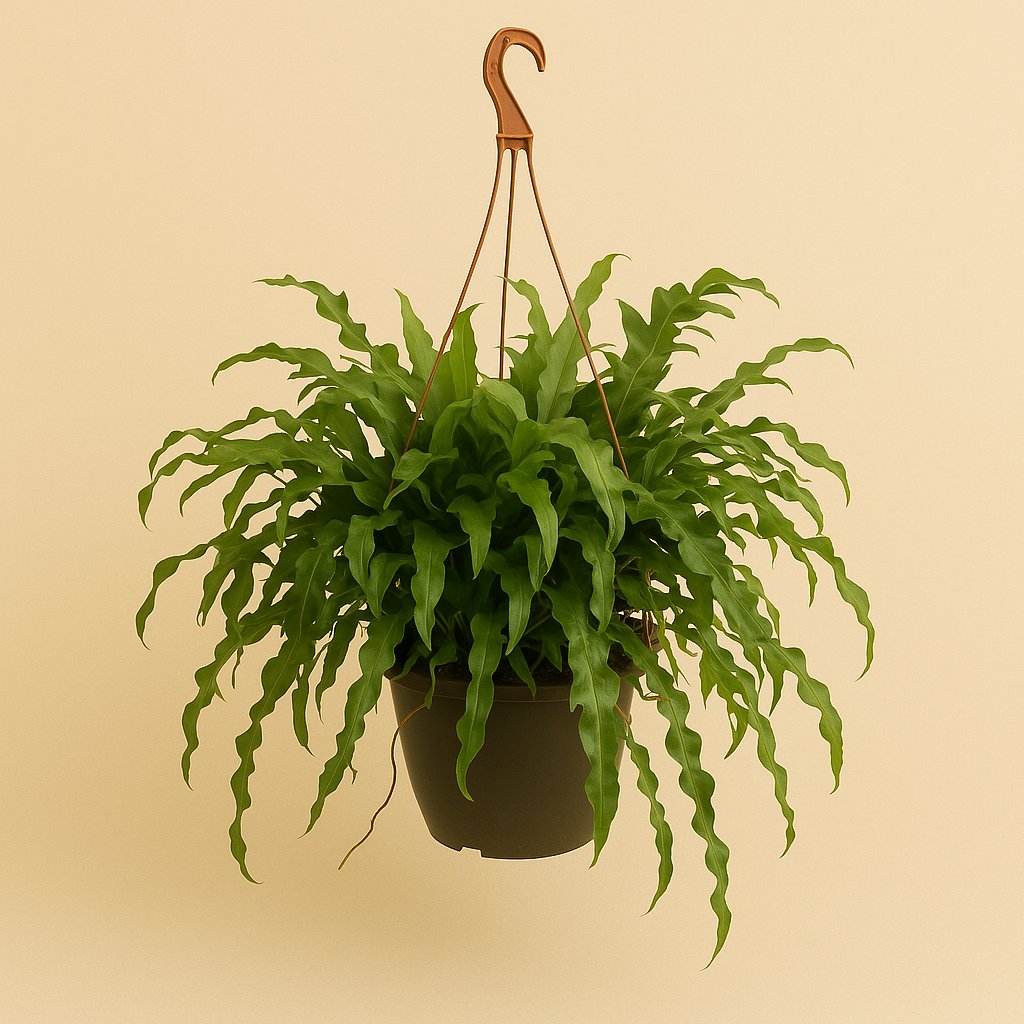 Microsorum Diversifolium - 50cm in einem modernen Studio mit modernem Topf