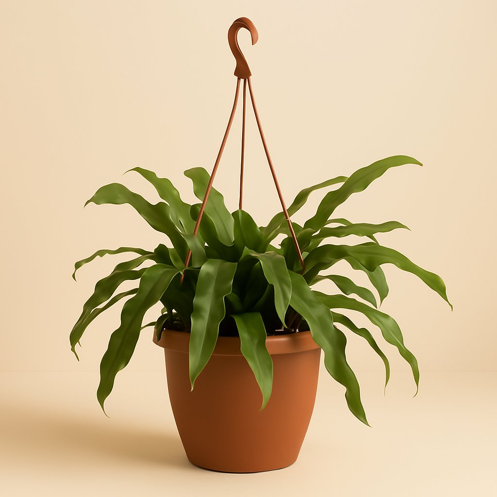 Epiphyllum Oxypetalum - 40cm in einem modernen Studio mit modernem Topf