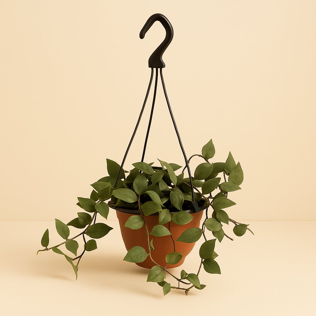 Hoya Krohniana Eskimo Super Silver - 15cm in einem modernen Studio mit modernem Topf