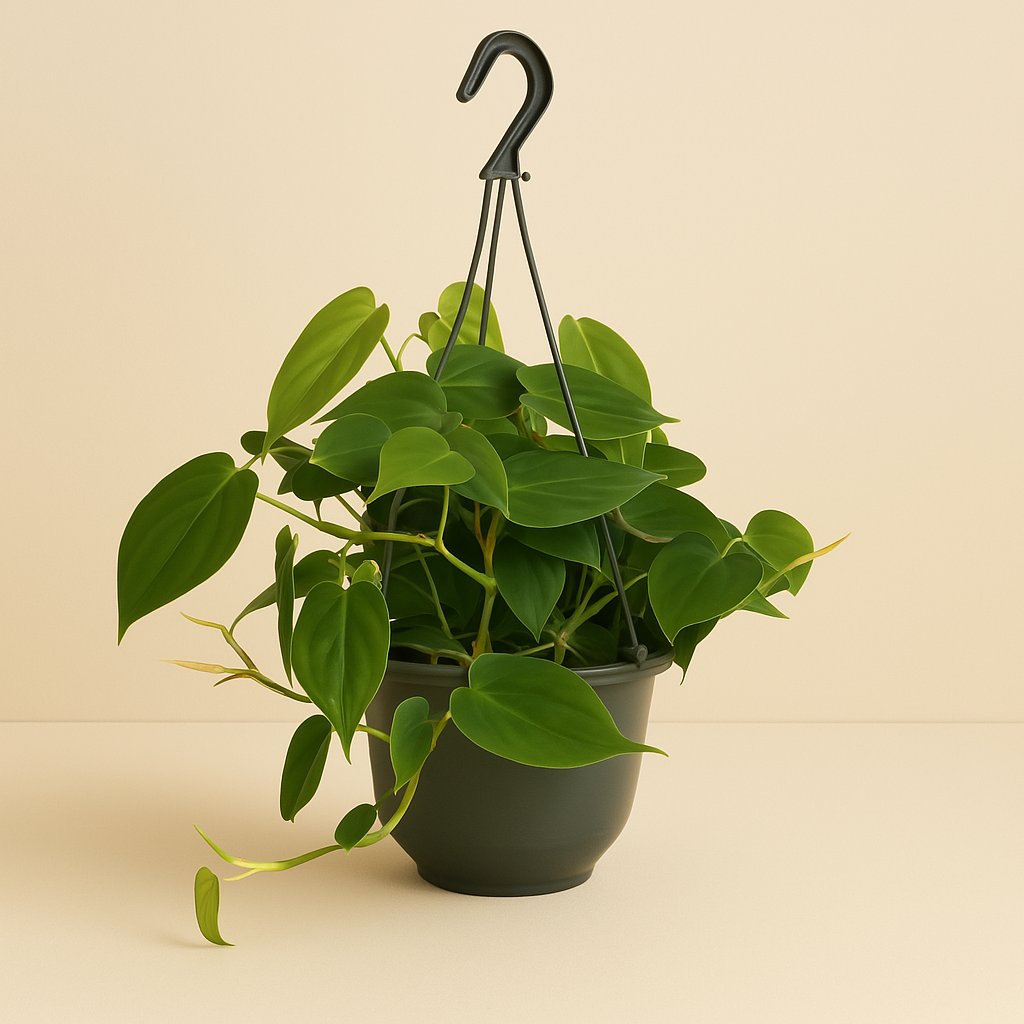 Philodendron Scandens - 35cm