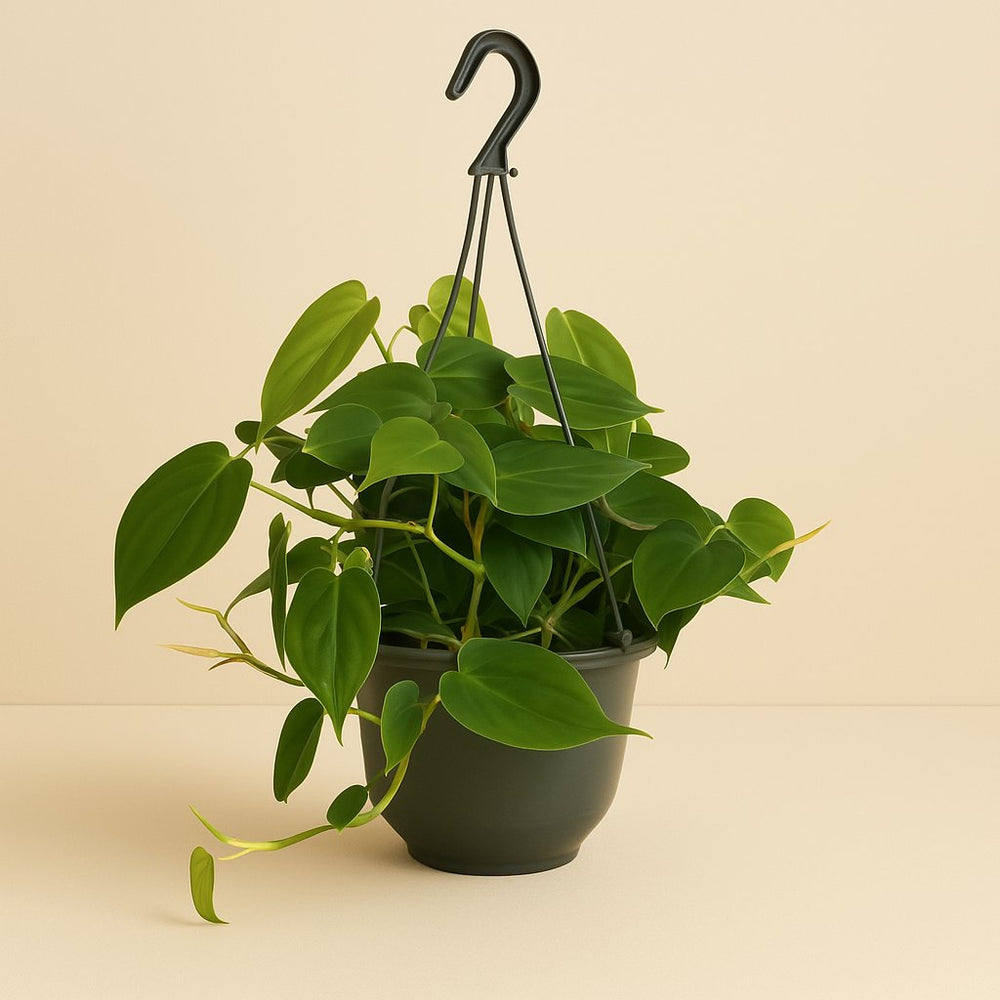 Philodendron Scandens 35cm im 15cm Topf