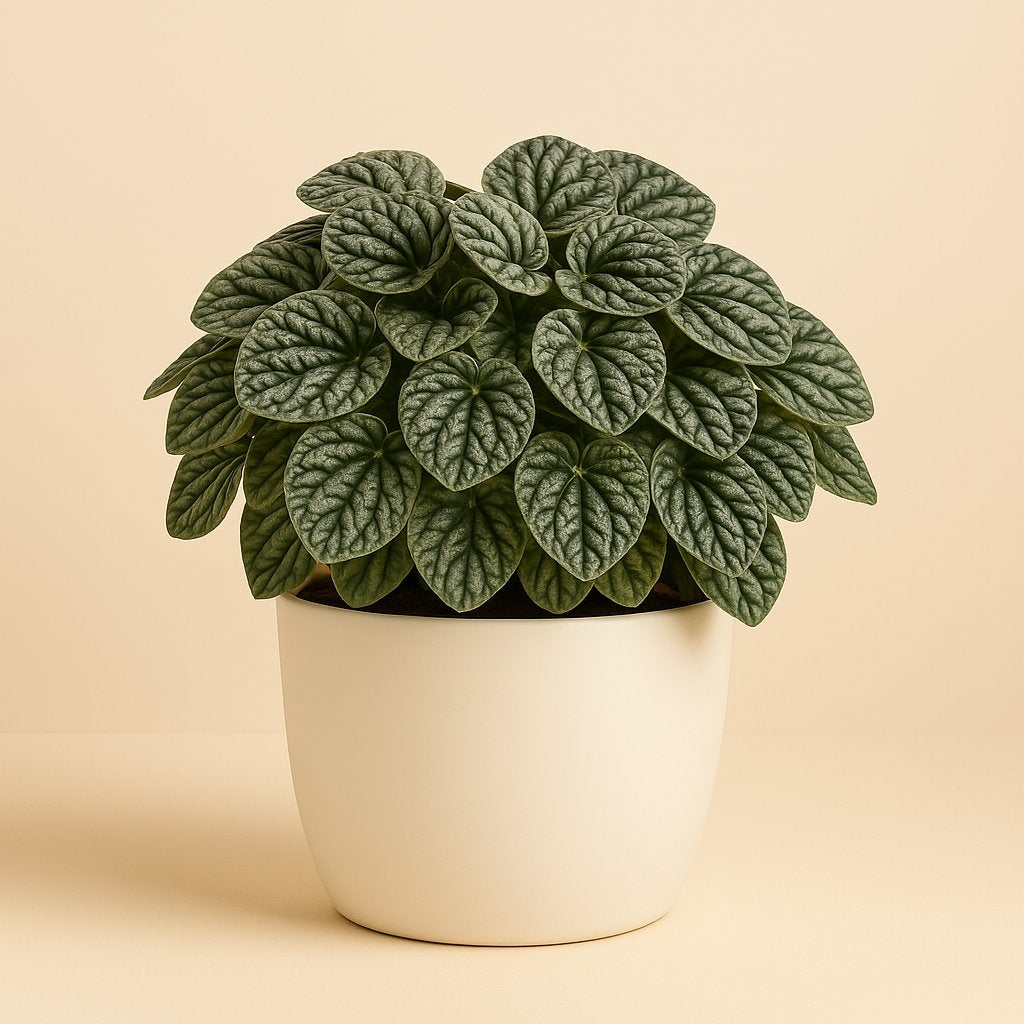 Peperomia Burbella - 25cm in einem modernen Studio mit modernem Topf