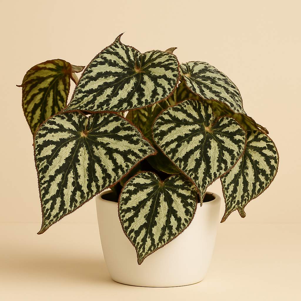 Begonia Silver Jewell - 30cm in einem modernen Studio mit modernem Topf