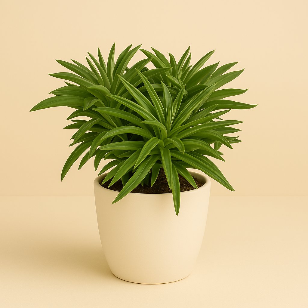 Peperomia Happy Bean - 15cm