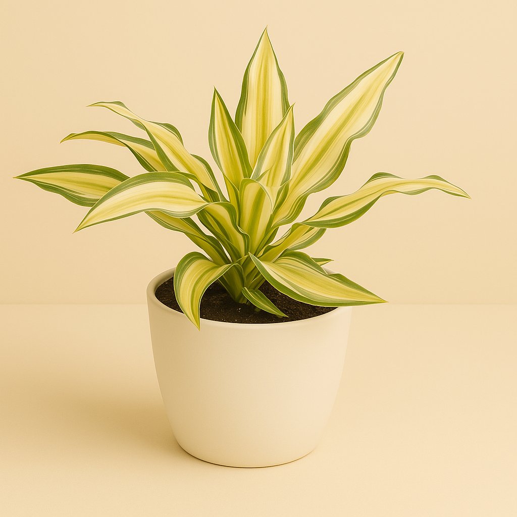 Dracaena Malaika - 22cm in einem modernen Studio mit modernem Topf