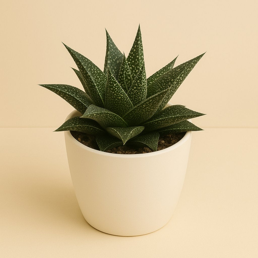 Haworthia Rafiki - 17cm