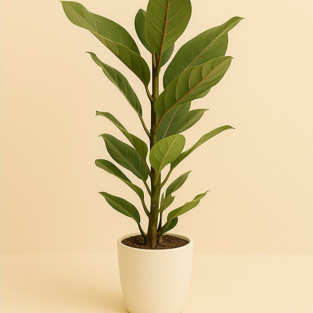 Ficus Benghalensis Joy - 65cm in einem modernen Studio mit modernem Topf