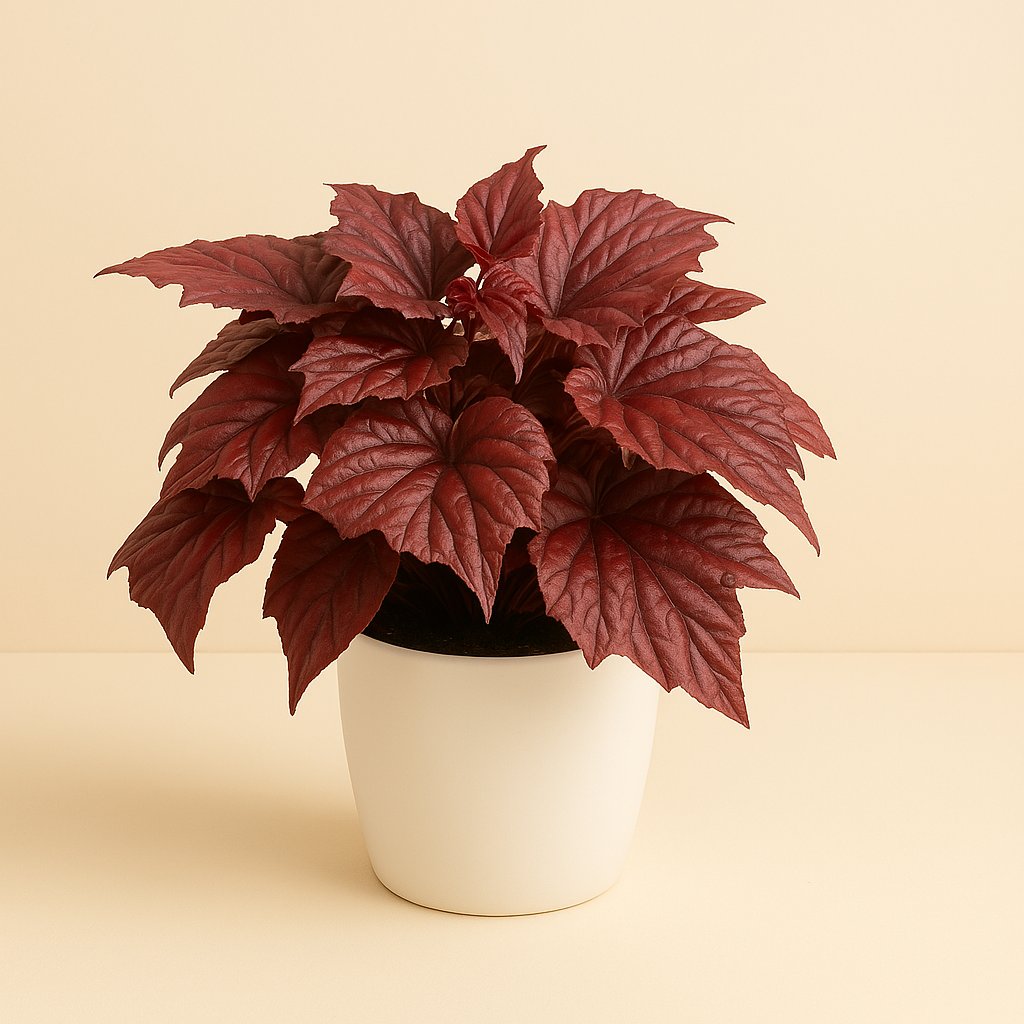 Begonia Inca Flame - 32cm in einem modernen Studio mit modernem Topf