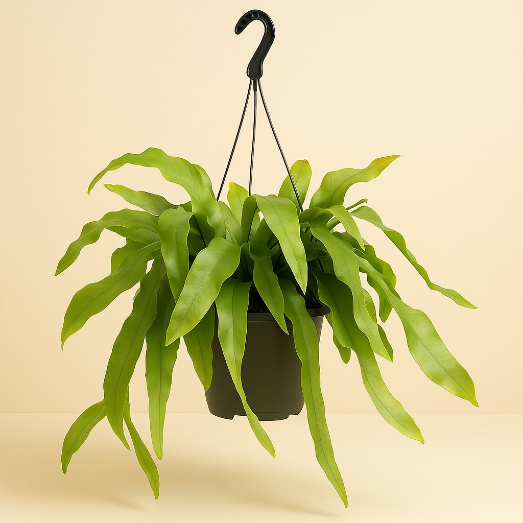 Epiphyllum Pumilum - 60cm in einem modernen Studio mit modernem Topf