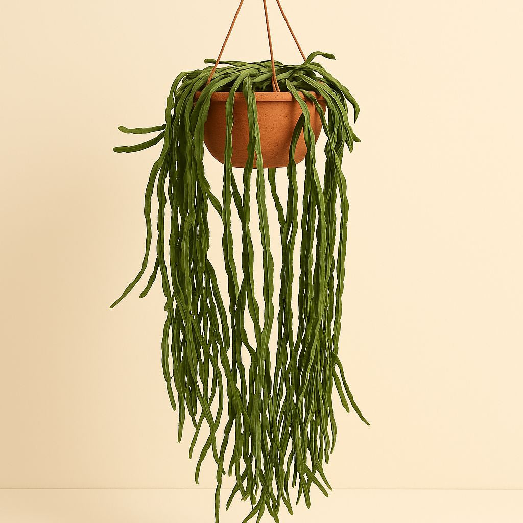 Rhipsalis Paradoxa - 70cm in einem modernen Studio mit modernem Topf
