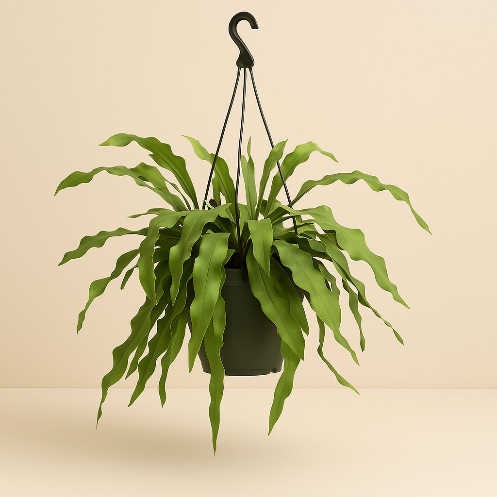 Epiphyllum Oxypetalum - 70cm in einem modernen Studio mit modernem Topf