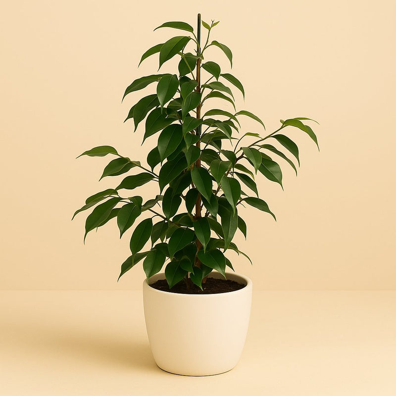 Ficus Benjamina Danielle Detail
