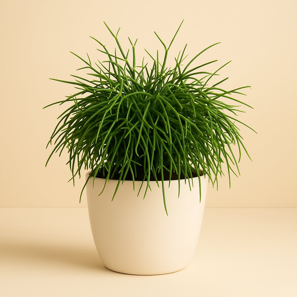 Rhipsalis Cashero - 20cm