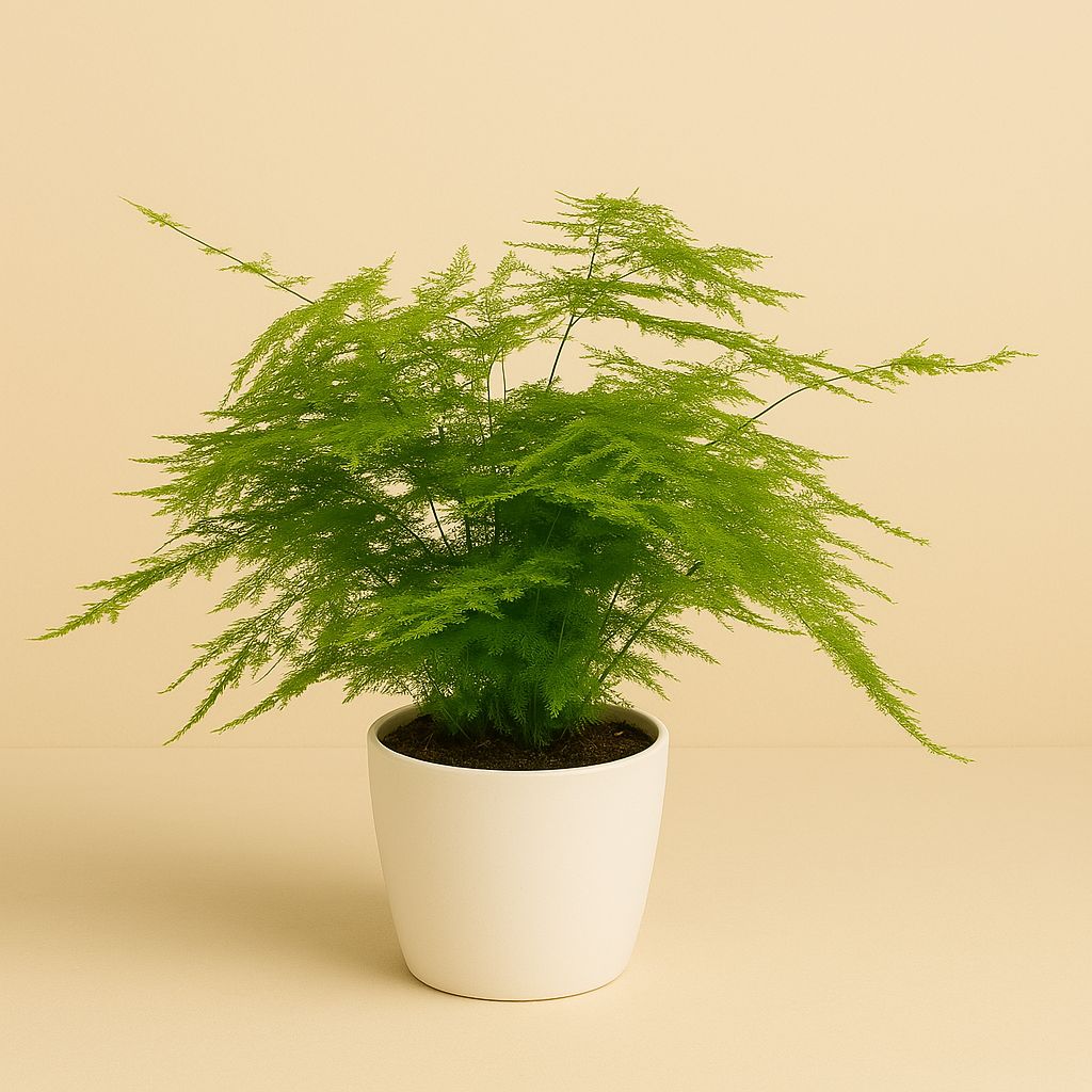 Asparagus Setaceus - 45cm in einem modernen Studio mit modernem Topf