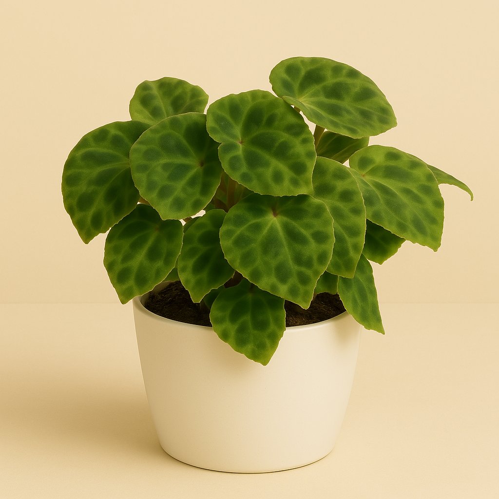 Begonia Kingiana - 20cm in einem modernen Studio mit modernem Topf