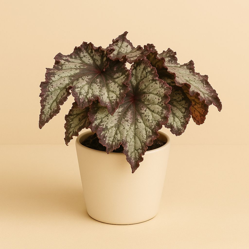 Begonia Rex Odissi - 25cm in einem modernen Studio mit modernem Topf