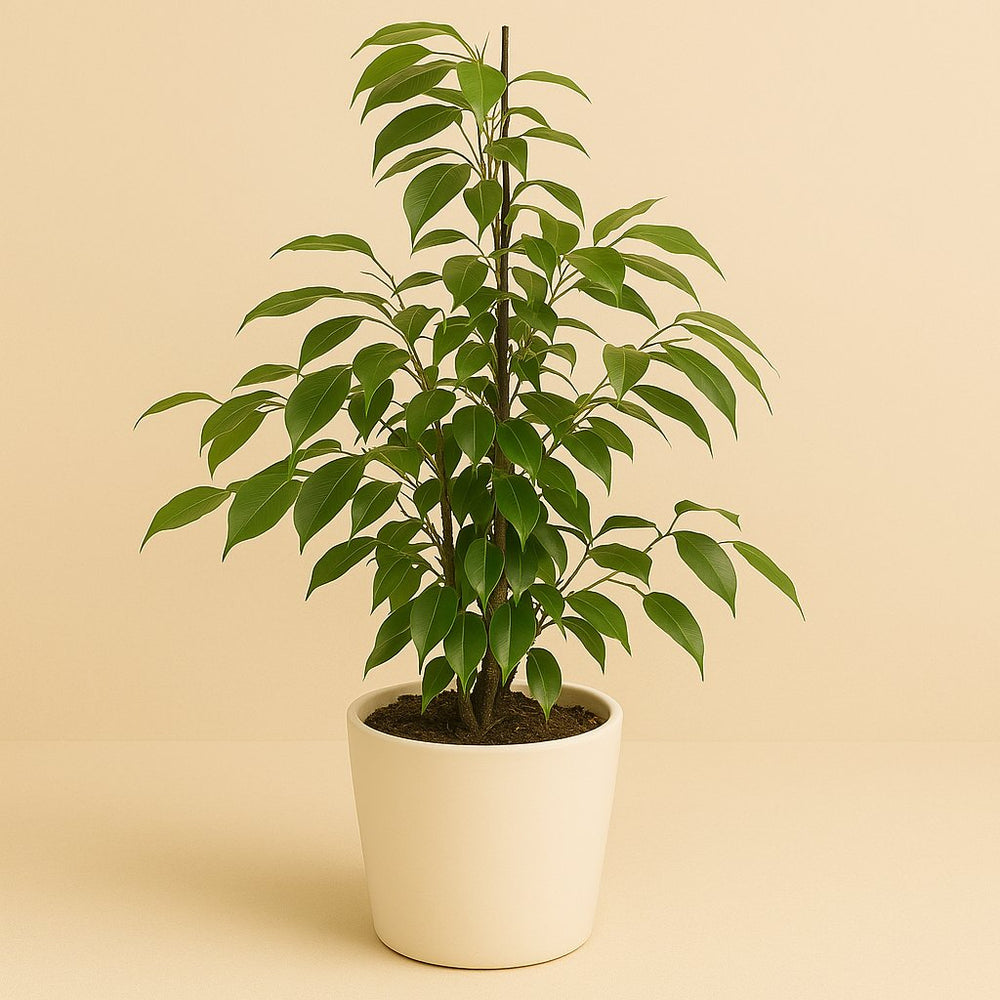 Ficus Benjamina Anastasia 55cm im 14cm Topf