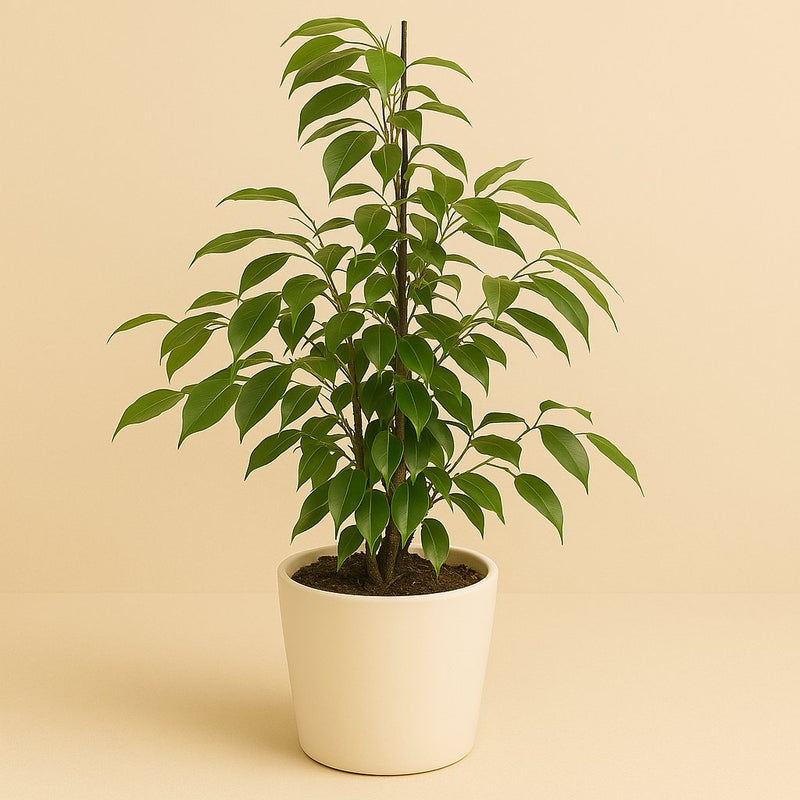 Ficus Benjamina Anastasia Detail