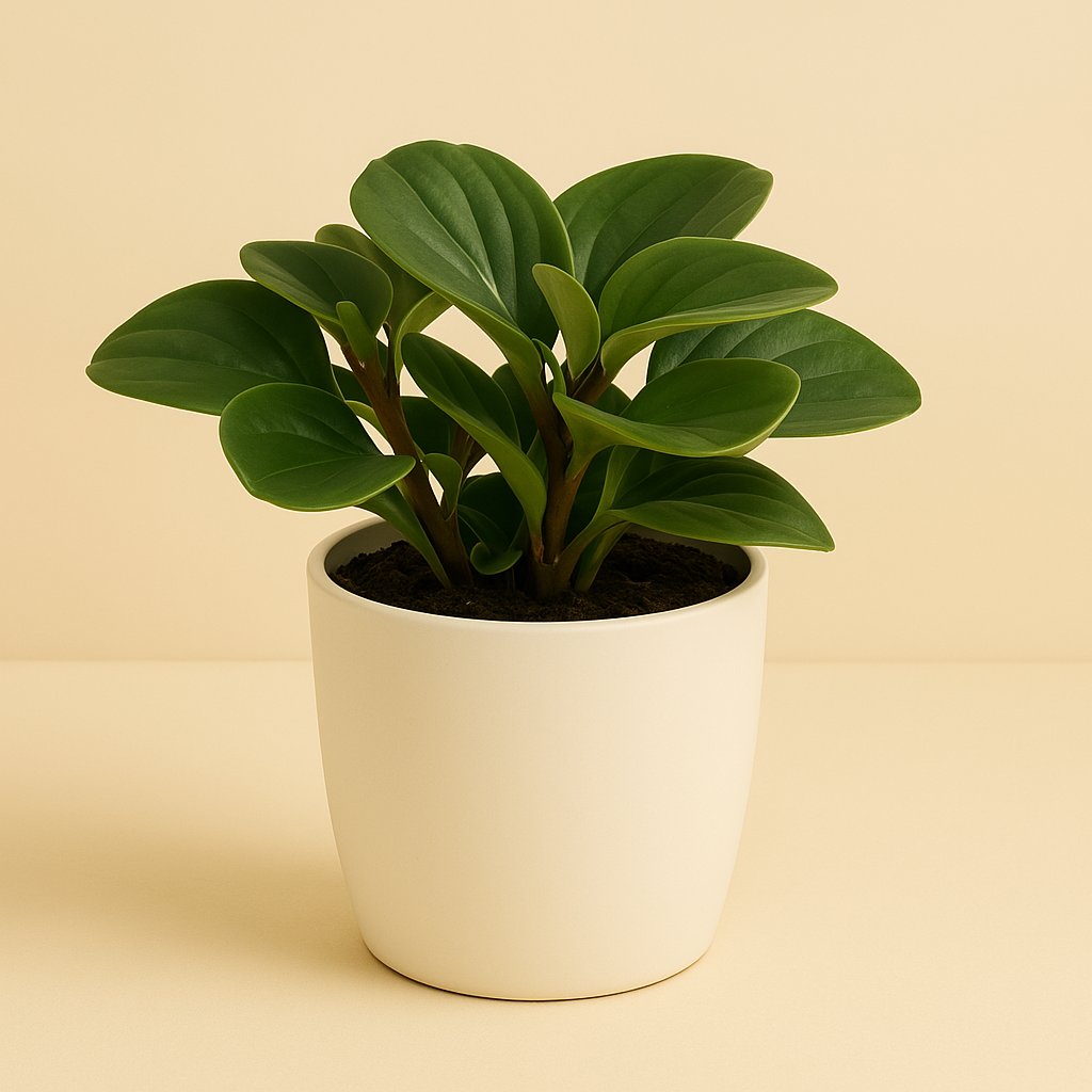 Peperomia Red Canyon - 20cm