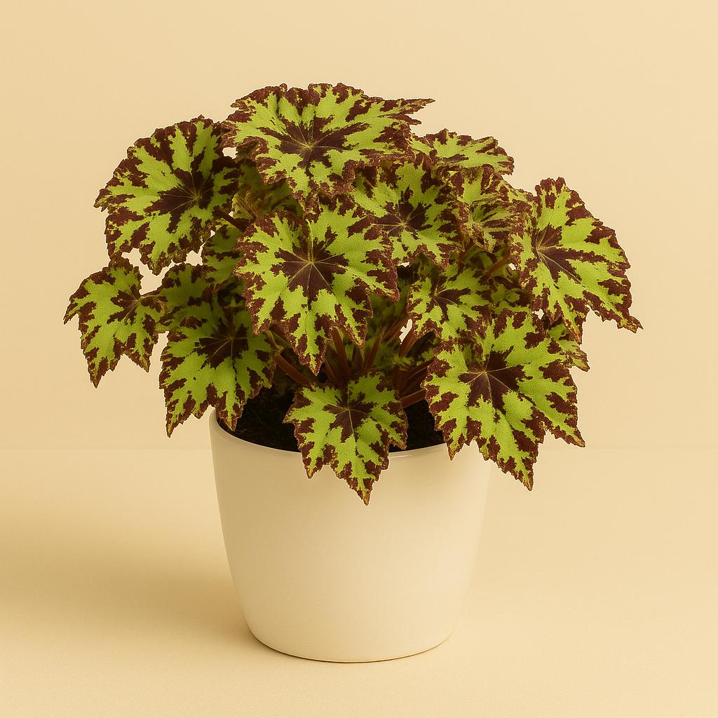 Begonia Rex Rondeau - 25cm in einem modernen Studio mit modernem Topf