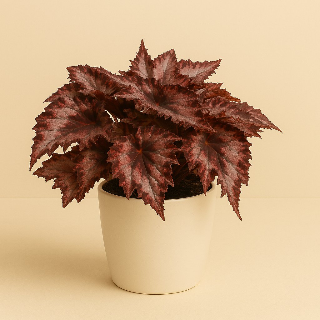 Begonia Rex Spitfire - 25cm in einem modernen Studio mit modernem Topf
