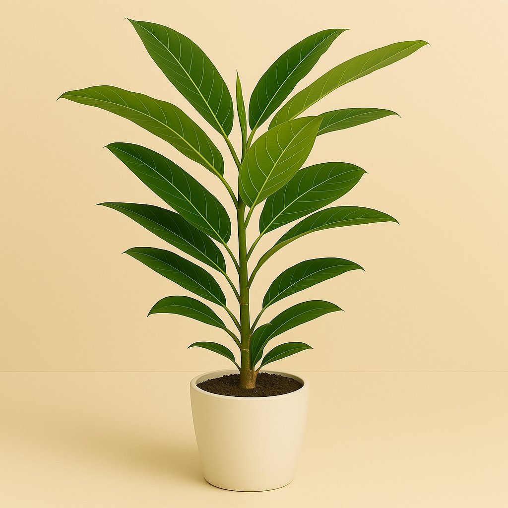 Ficus Benghalensis Roy - 90cm in einem modernen Studio mit modernem Topf