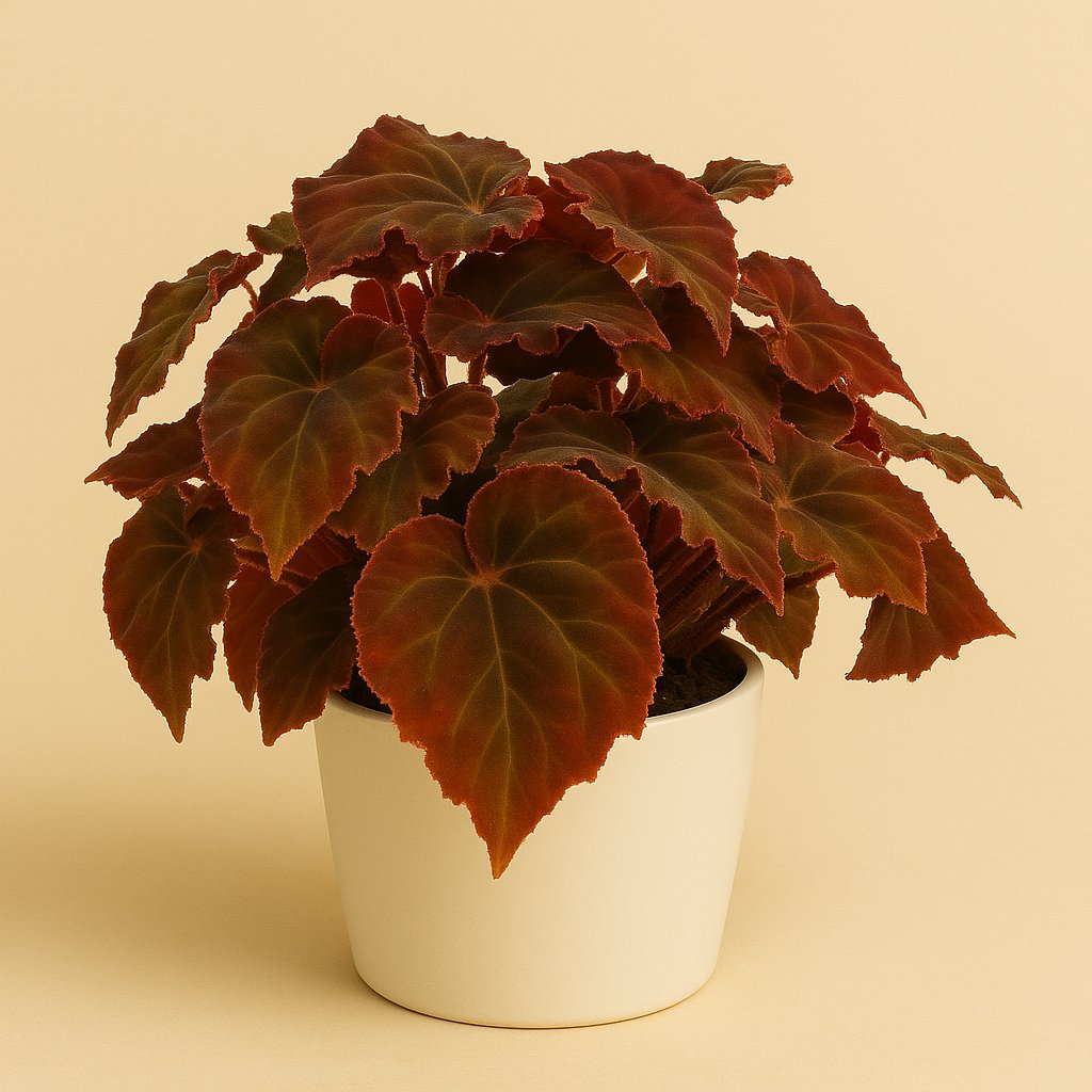 Begonia Rex Montuno - 25cm in einem modernen Studio mit modernem Topf