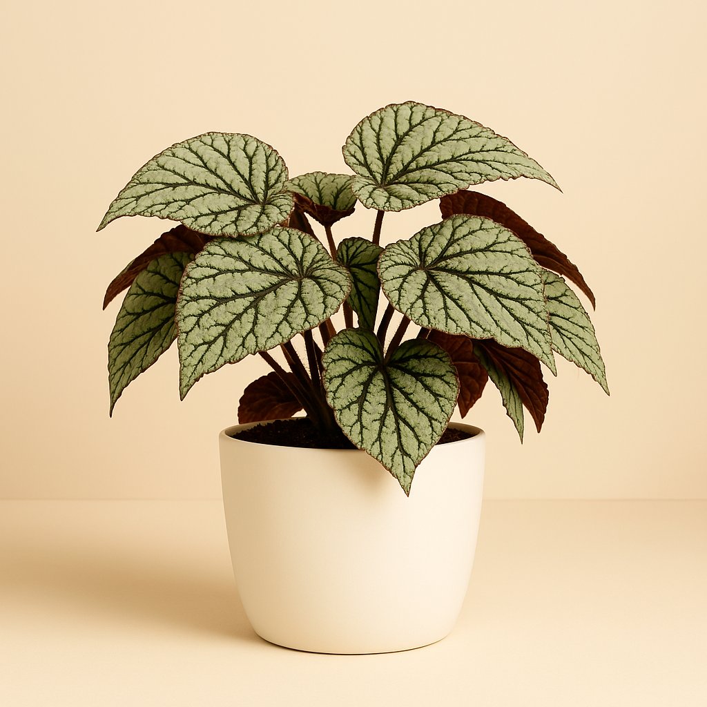 Begonia Rex Fedor - 25cm in einem modernen Studio mit modernem Topf