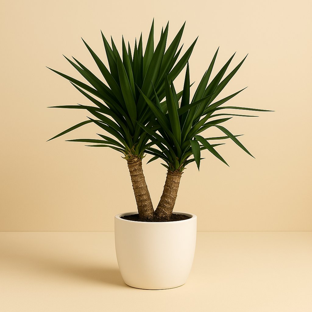 Yucca - 95cm in einem modernen Studio mit modernem Topf