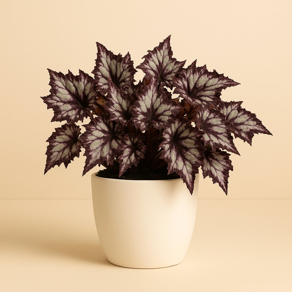 Begonia Rex Sardanna - 25cm in einem modernen Studio mit modernem Topf