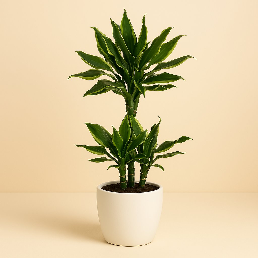 Dracaena Golden Coast - 125cm in einem modernen Studio mit modernem Topf