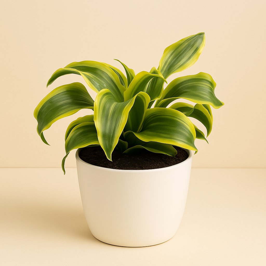 Dracaena Dragontree Tornado - 24cm in einem modernen Studio mit modernem Topf