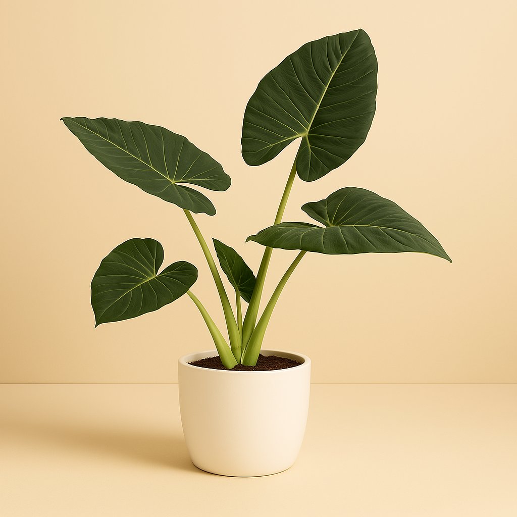 Alocasia Regal Shield - 105cm in einem modernen Studio mit modernem Topf